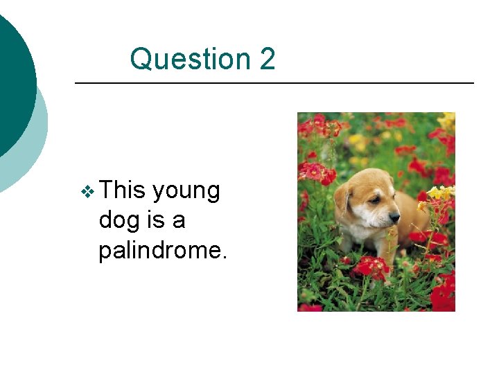 Question 2 v This young dog is a palindrome. 