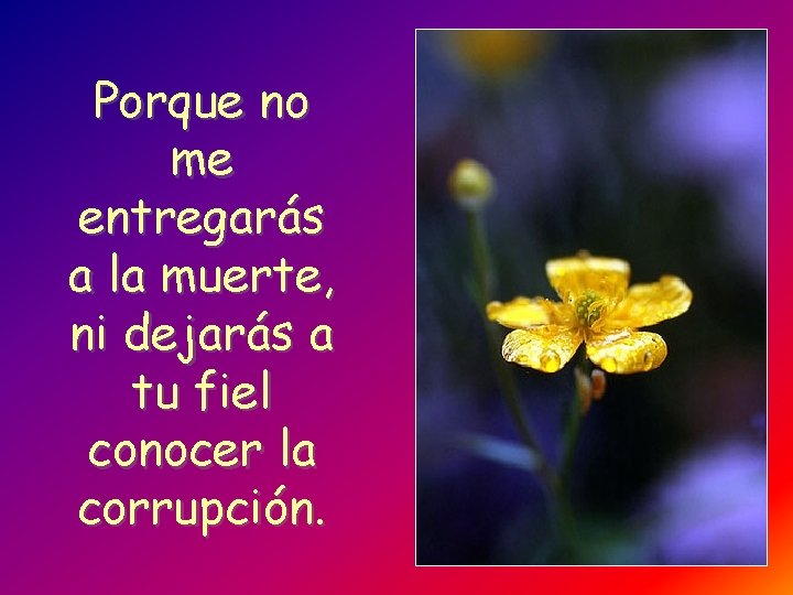 Porque no me entregarás a la muerte, ni dejarás a tu fiel conocer la
