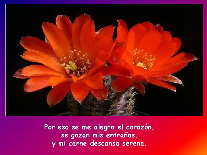 Por eso se me alegra el corazón, se gozan mis entrañas, y mi carne