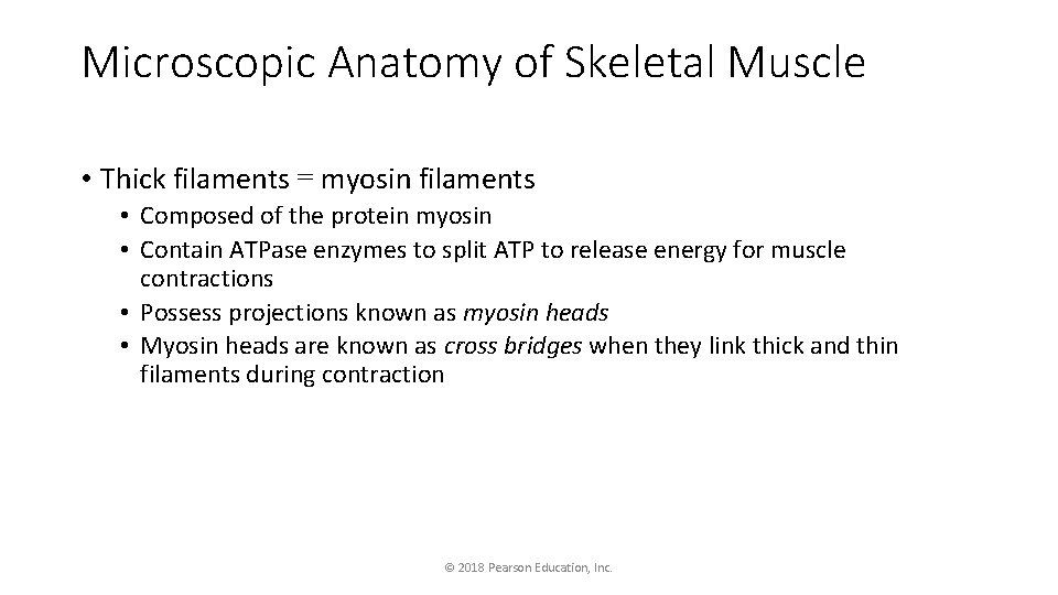 Microscopic Anatomy of Skeletal Muscle • Thick filaments = myosin filaments • Composed of