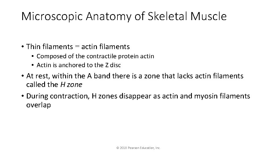 Microscopic Anatomy of Skeletal Muscle • Thin filaments = actin filaments • Composed of