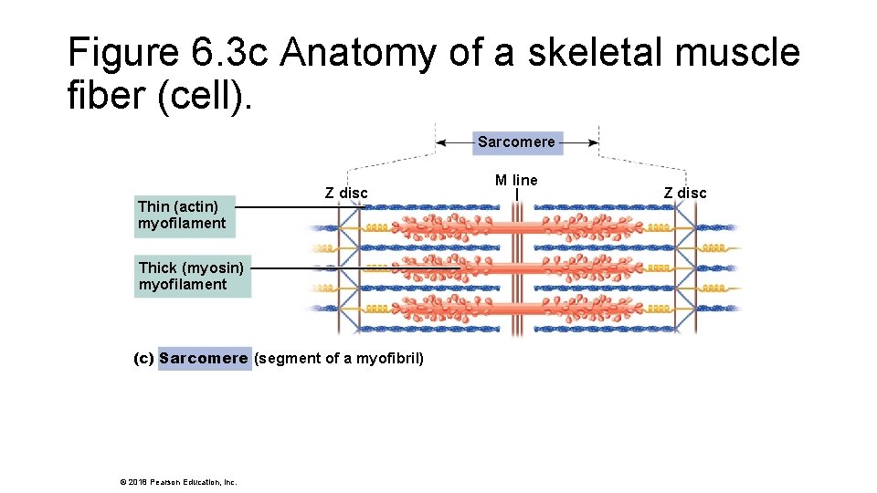 Figure 6. 3 c Anatomy of a skeletal muscle fiber (cell). Sarcomere Thin (actin)