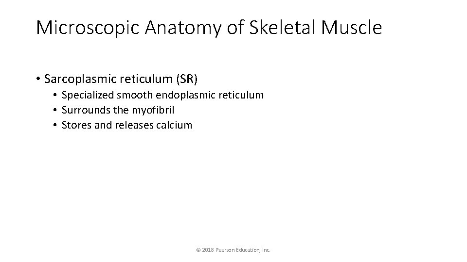 Microscopic Anatomy of Skeletal Muscle • Sarcoplasmic reticulum (SR) • Specialized smooth endoplasmic reticulum