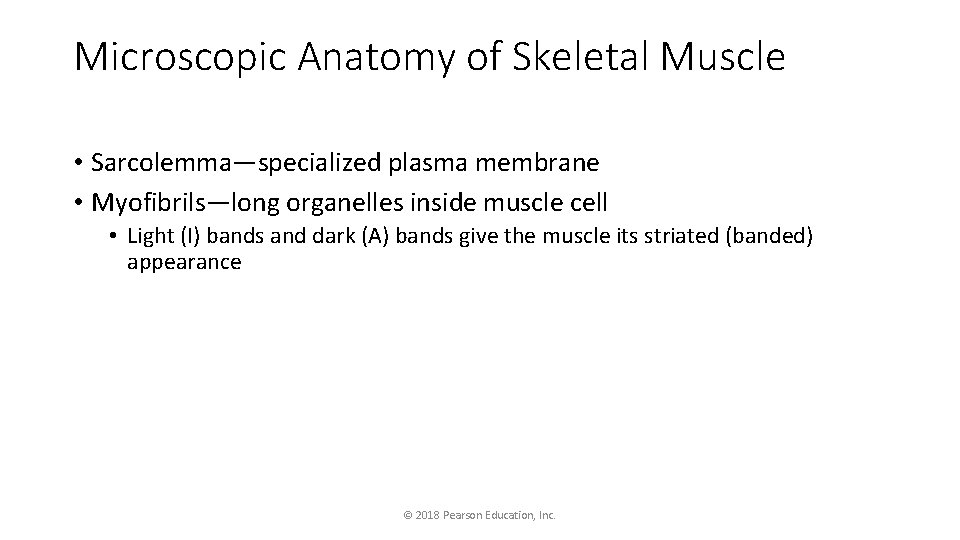 Microscopic Anatomy of Skeletal Muscle • Sarcolemma—specialized plasma membrane • Myofibrils—long organelles inside muscle
