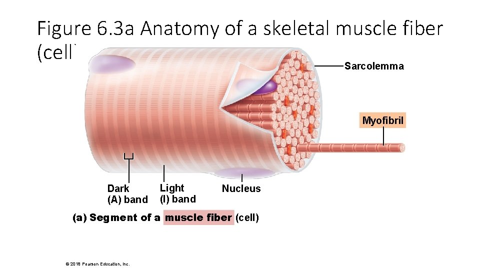 Figure 6. 3 a Anatomy of a skeletal muscle fiber (cell). Sarcolemma Myofibril Dark