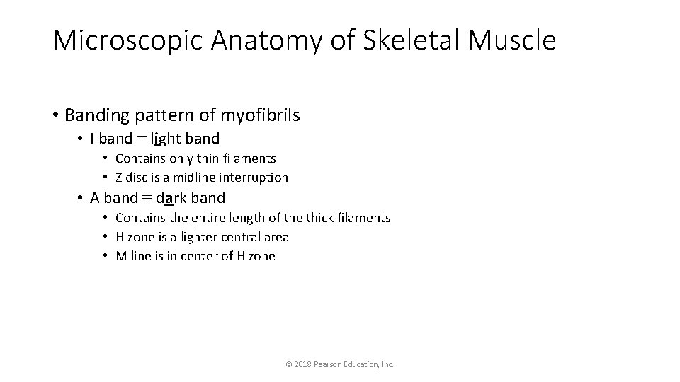 Microscopic Anatomy of Skeletal Muscle • Banding pattern of myofibrils • I band =