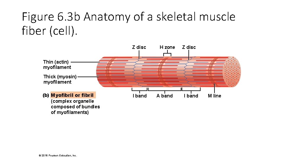 Figure 6. 3 b Anatomy of a skeletal muscle fiber (cell). Z disc H