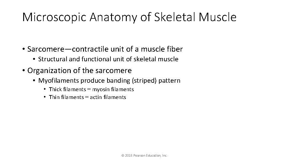 Microscopic Anatomy of Skeletal Muscle • Sarcomere—contractile unit of a muscle fiber • Structural