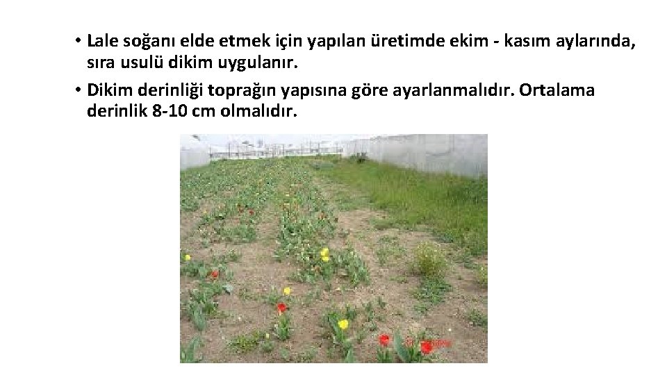  • Lale soğanı elde etmek için yapılan üretimde ekim - kasım aylarında, sıra