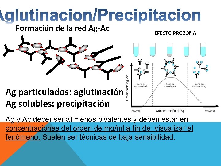 Formación de la red Ag-Ac EFECTO PROZONA Ag particulados: aglutinación Ag solubles: precipitación Ag