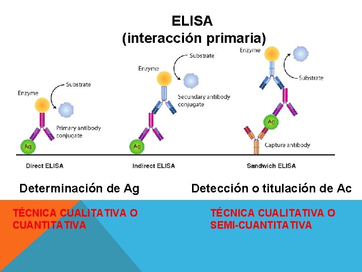 ELISA (interacción primaria) Determinación de Ag TÉCNICA CUALITATIVA O CUANTITATIVA Detección o titulación de