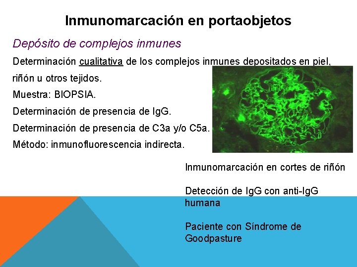Inmunomarcación en portaobjetos Depósito de complejos inmunes Determinación cualitativa de los complejos inmunes depositados