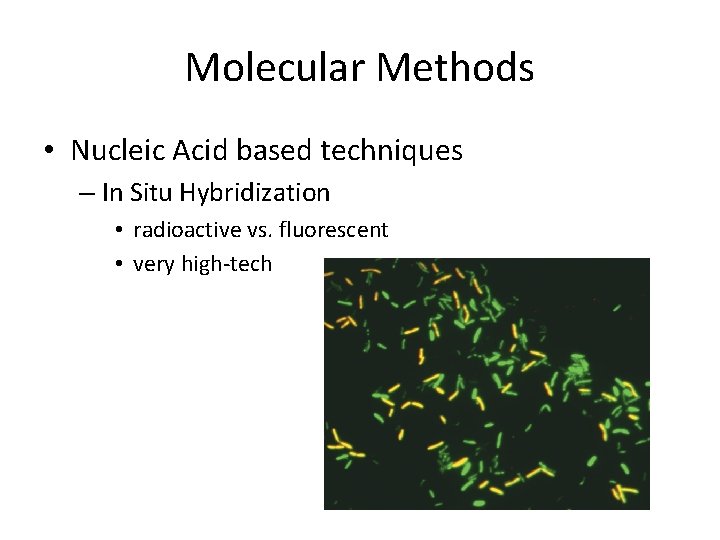 Molecular Methods • Nucleic Acid based techniques – In Situ Hybridization • radioactive vs.