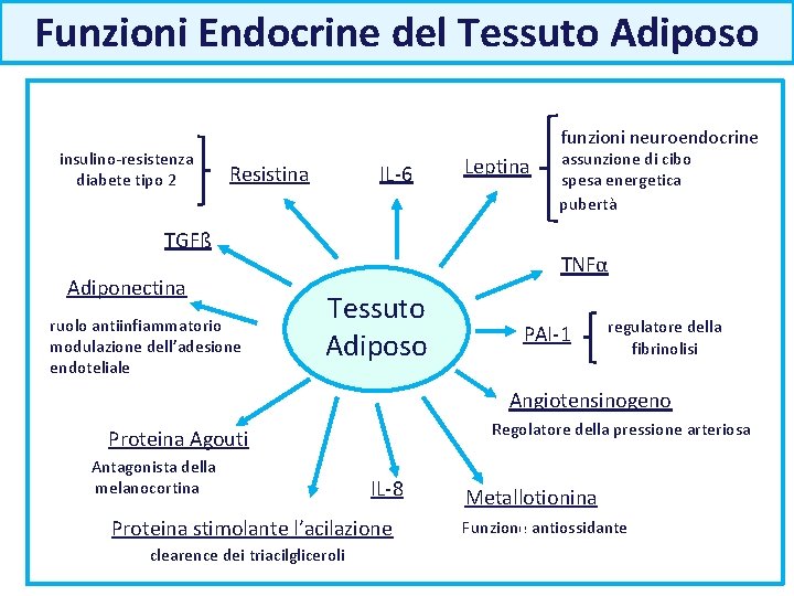 Funzioni Endocrine del Tessuto Adiposo insulino-resistenza diabete tipo 2 funzioni neuroendocrine IL-6 Resistina TGFß