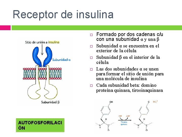 Receptor de insulina AUTOFOSFORILACI ÓN Formado por dos cadenas c/u con una subunidad α