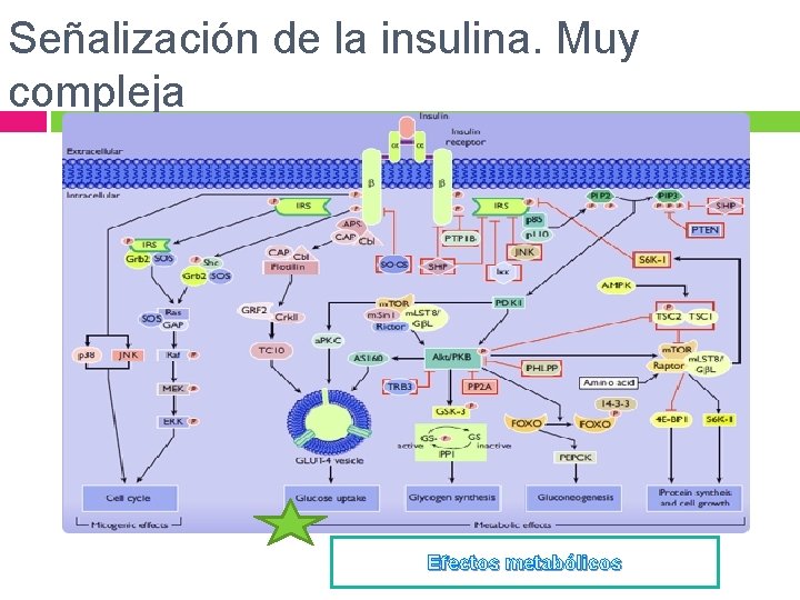 Señalización de la insulina. Muy compleja Efectos metabólicos 