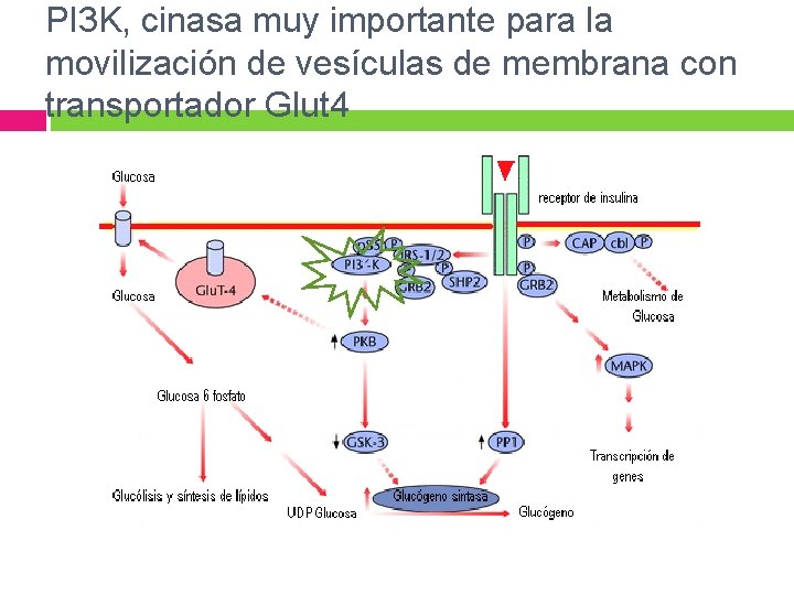 PI 3 K, cinasa muy importante para la movilización de vesículas de membrana con