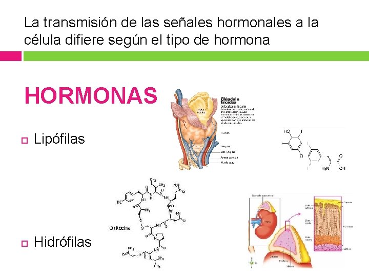 La transmisión de las señales hormonales a la célula difiere según el tipo de