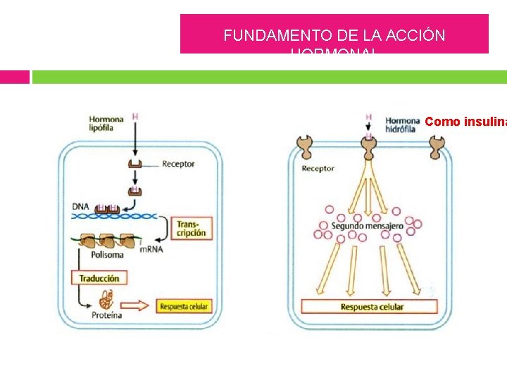 FUNDAMENTO DE LA ACCIÓN HORMONAL Como insulina 