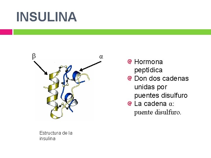 INSULINA β α Estructura de la insulina Hormona peptídica Don dos cadenas unidas por