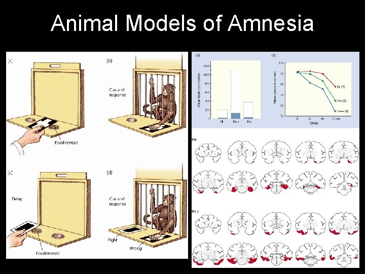 Animal Models of Amnesia 