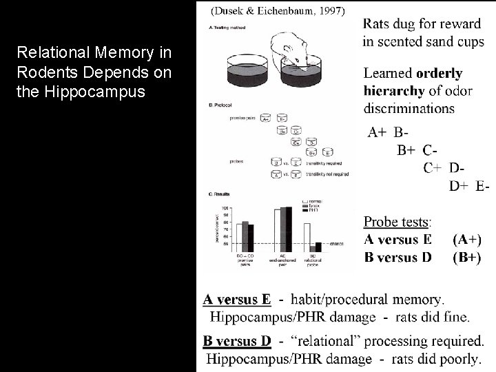 Relational Memory in Rodents Depends on the Hippocampus 