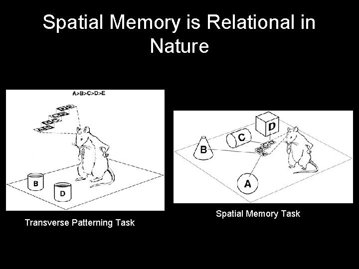 Spatial Memory is Relational in Nature Transverse Patterning Task Spatial Memory Task 
