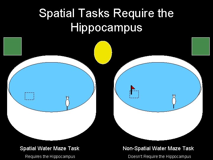 Spatial Tasks Require the Hippocampus Spatial Water Maze Task Requires the Hippocampus Non-Spatial Water