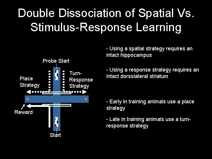 Double Dissociation of Spatial Vs. Stimulus-Response Learning - Using a spatial strategy requires an