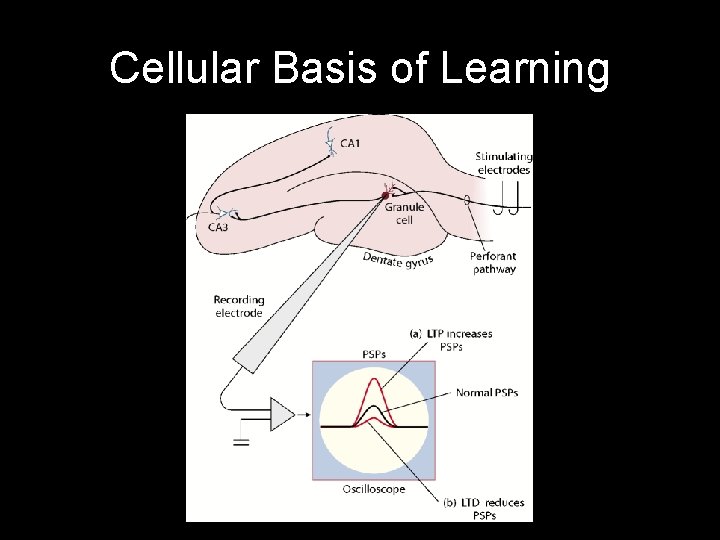 Cellular Basis of Learning 