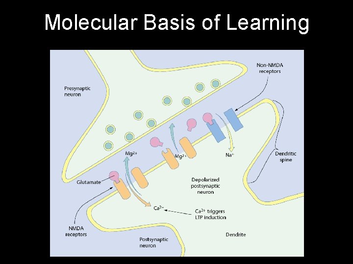 Molecular Basis of Learning 