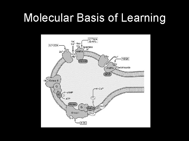 Molecular Basis of Learning 