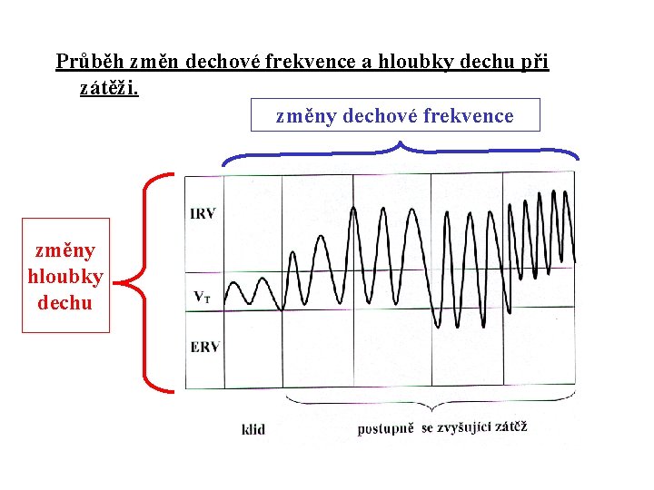 Průběh změn dechové frekvence a hloubky dechu při zátěži. změny dechové frekvence změny hloubky