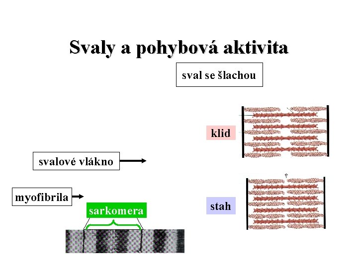 Svaly a pohybová aktivita sval se šlachou klid svalové vlákno myofibrila sarkomera stah 