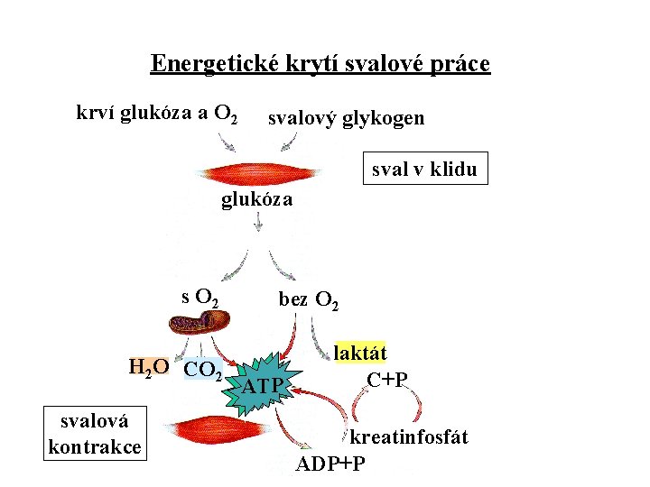 Energetické krytí svalové práce krví glukóza a O 2 svalový glykogen sval v klidu