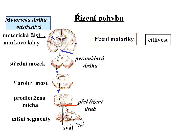 Řízení pohybu Motorická dráha – odstředivá motorická část mozkové kůry řízení motoriky pyramidová dráha