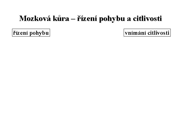 Mozková kůra – řízení pohybu a citlivosti řízení pohybu vnímání citlivosti 