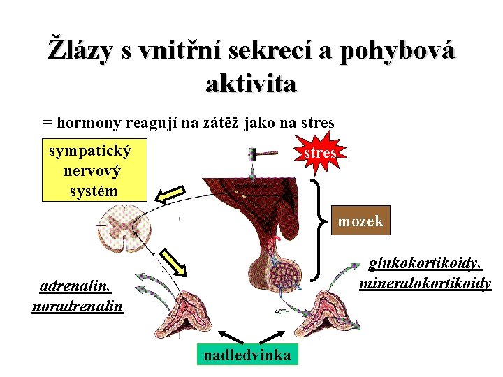 Žlázy s vnitřní sekrecí a pohybová aktivita = hormony reagují na zátěž jako na