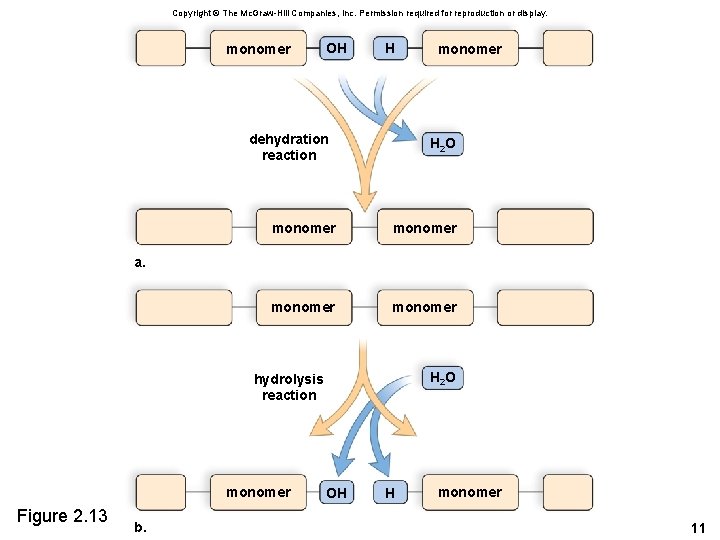 Copyright © The Mc. Graw-Hill Companies, Inc. Permission required for reproduction or display. monomer