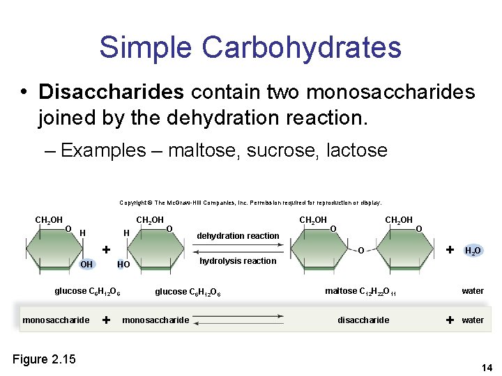 Simple Carbohydrates • Disaccharides contain two monosaccharides joined by the dehydration reaction. – Examples