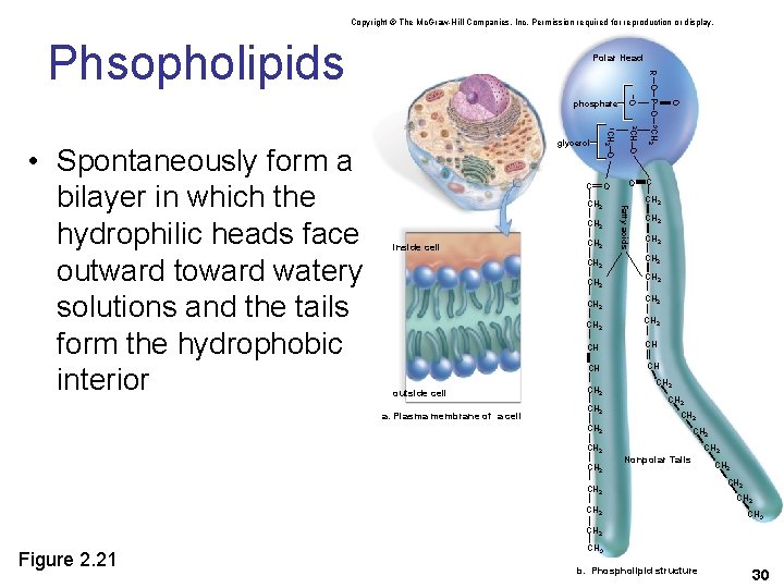 Copyright © The Mc. Graw-Hill Companies, Inc. Permission required for reproduction or display. Phsopholipids