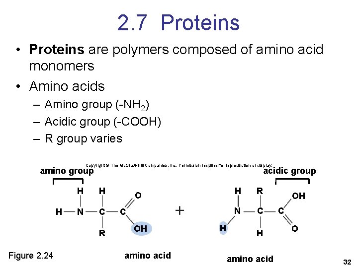 2. 7 Proteins • Proteins are polymers composed of amino acid monomers • Amino