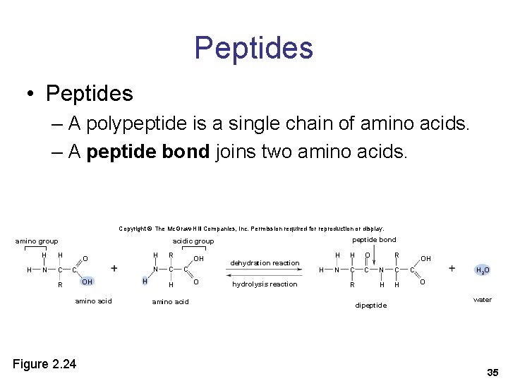 Peptides • Peptides – A polypeptide is a single chain of amino acids. –