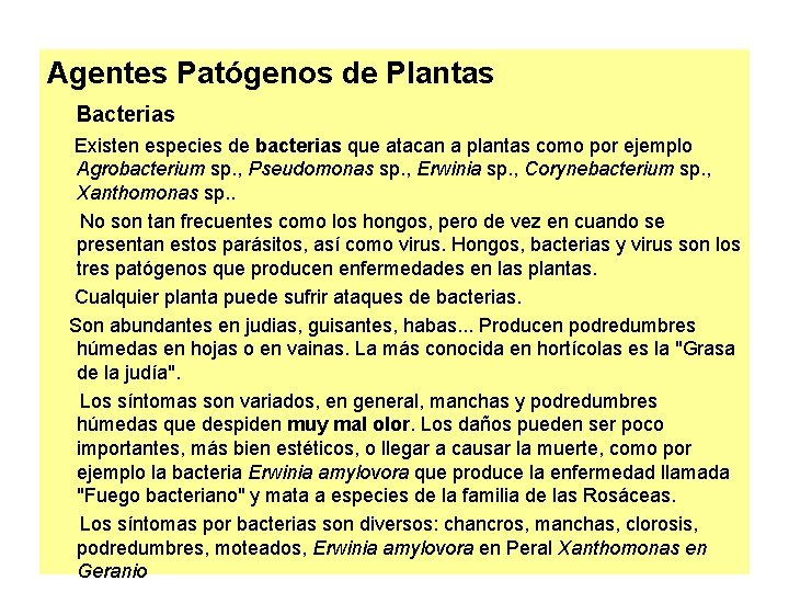 Agentes Patógenos de Plantas Bacterias Existen especies de bacterias que atacan a plantas como