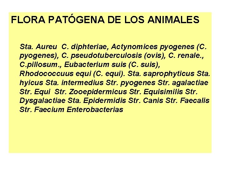 FLORA PATÓGENA DE LOS ANIMALES Sta. Aureu C. diphteriae, Actynomices pyogenes (C. pyogenes), C.