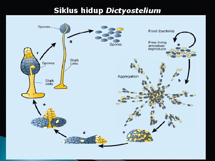 Siklus hidup Dictyostelium 