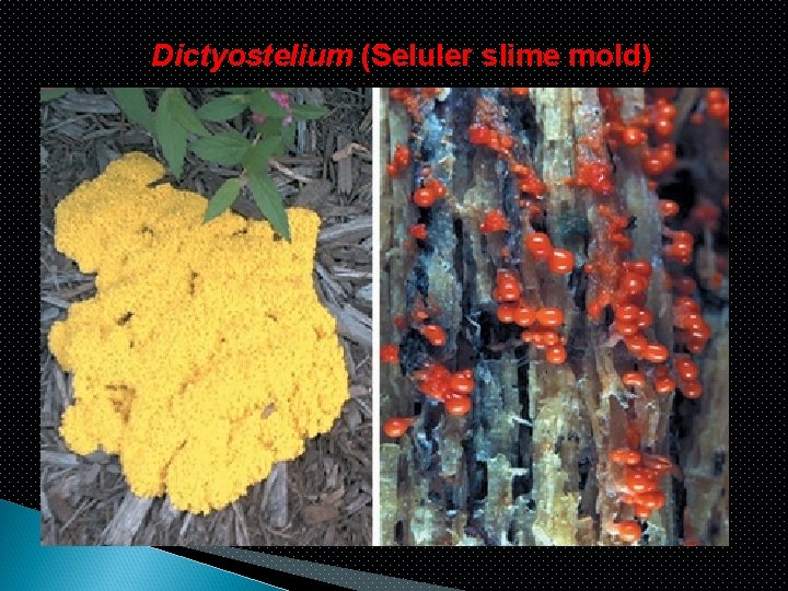 Dictyostelium (Seluler slime mold) 