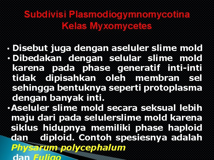 Subdivisi Plasmodiogymnomycotina Kelas Myxomycetes • Disebut juga dengan aseluler slime mold • Dibedakan dengan