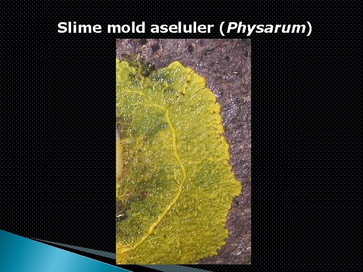 Slime mold aseluler (Physarum) 