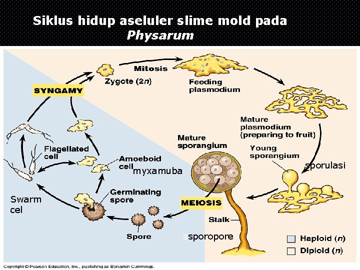Siklus hidup aseluler slime mold pada Physarum sporulasi myxamuba Swarm cel ssporopore 